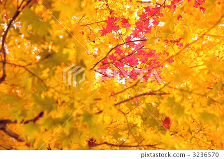 秋天的樹葉 3236570