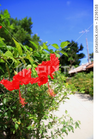 紅芙蓉和紅瓦 紅芙蓉和紅瓦 3236588