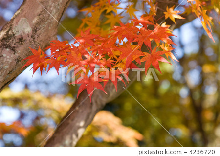 楓葉紅葉的一個分支 楓葉紅葉的一個分支 3236720