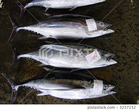 Deep-fried Bingo tuna 3237132