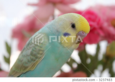 淺藍色性感長尾小鸚鵡 淺藍色性感長尾小鸚鵡 3237483