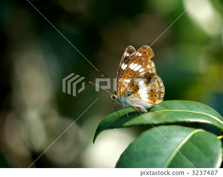 Asamama Ichimonji Asamama Ichimonji 3237487