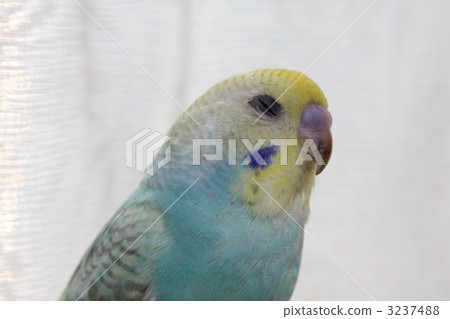 Sleepy, sleepy. 3237488