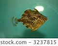 阿美Mehagi 3237815