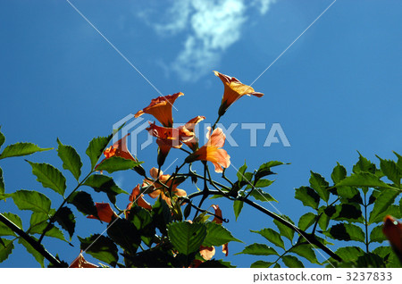 chinese trumpet creeper, green leaf, orange 3237833