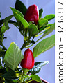 Red pepper 3238317