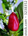 Red pepper 3238352