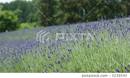 薰衣草岡村崎 3238543