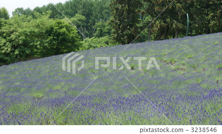 薰衣草岡村崎 3238546
