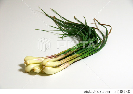 shallot 3238988