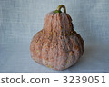 Shogakari pumpkin 3239051