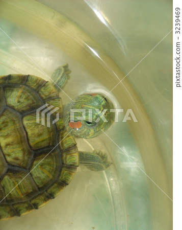 aquarium, fishtank, pond slider 3239469