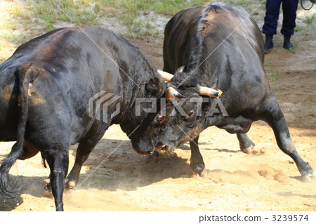 Yamakoshi牛的矩形推力恢復了 3239574