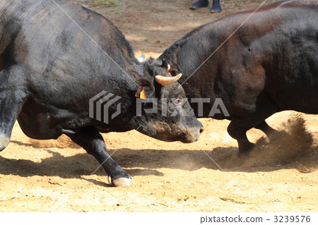 Yamakoshi牛的矩形推力恢復了 Yamakoshi牛的矩形推力恢復了 3239576