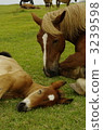 Shimokita Peninsula cold horse 3239598
