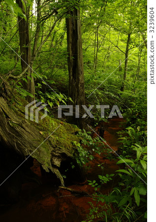 Shimokita Peninsula Hiba buried forest 3239604