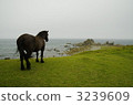 Shamisaki cold horse 3239609