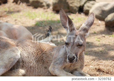 Kangaroo 3239782