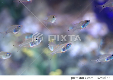White-tailed dick 3240148