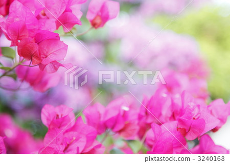 Bougainvillea Bougainvillea 3240168