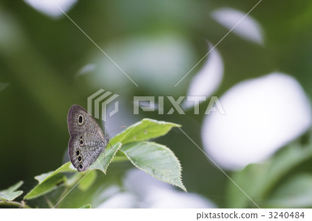 北本的一種日式蝴蝶 3240484