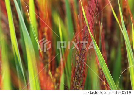 紅米 古稻 玉米 3240519