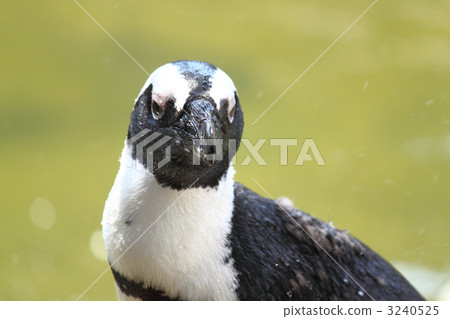 海洋動物 黑腳企鵝 禽 3240525