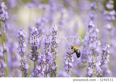 薰衣草和熊 3240531