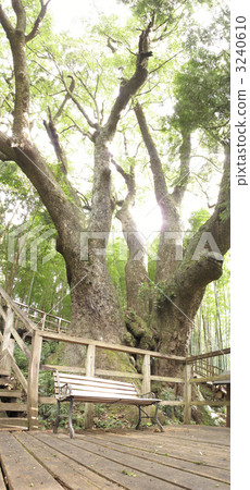 large box of kamiya, ogose, sunlight through trees 3240610