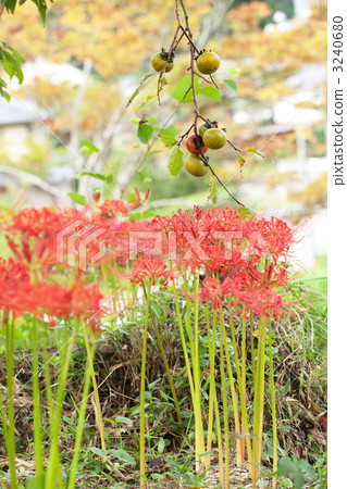 A cluster amaryllis and a persimmon fruit A cluster amaryllis and a persimmon fruit 3240680