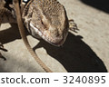 northern aojita lizard, monitor lizard, varanus 3240895