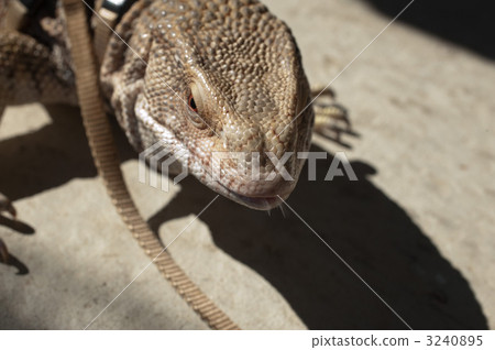 northern aojita lizard, monitor lizard, varanus 3240895