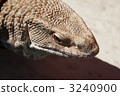 northern aojita lizard, monitor lizard, varanus 3240900