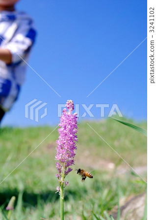 Coastal beach harpo (bear) and bee Coastal beach harpo (bear) and bee 3241102