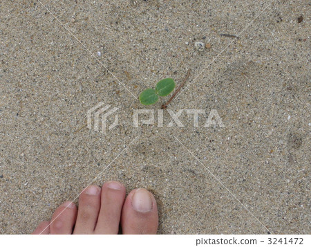 Budding and feet Budding and feet 3241472
