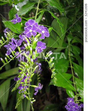 寶塚（杜蘭塔） 3241806