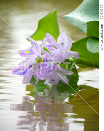水葫蘆 水葫蘆 3241935