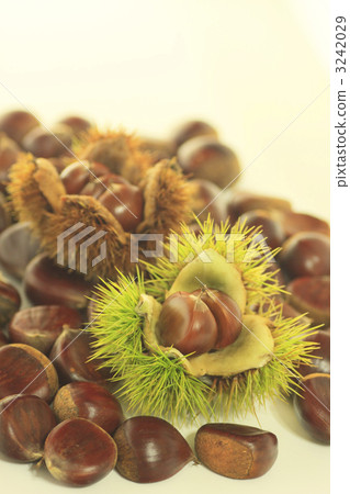 Chestnut Chestnut 3242029