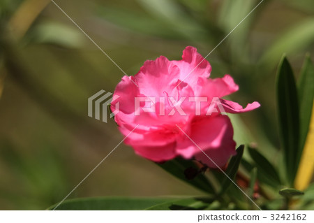 夾竹桃 3242162