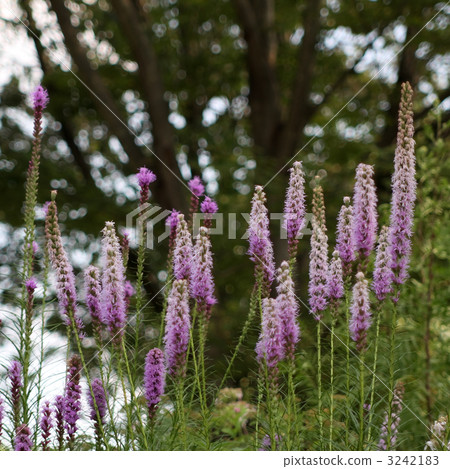 Realism Realism 3242183