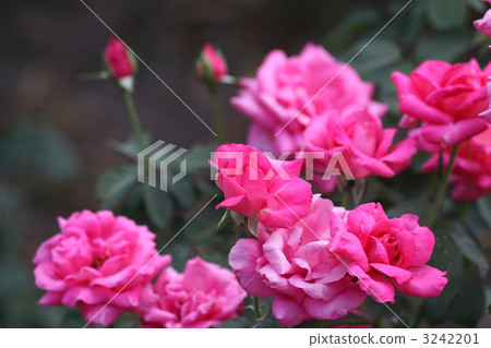 Maria Callas Maria Callas 3242201