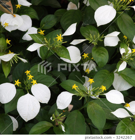 Conlonka Conlonka 3242267