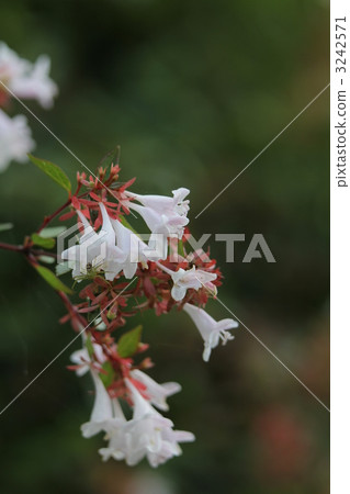 Aberia(Hana Sono Tsukubane Utsugi) Aberia(Hana Sono Tsukubane Utsugi) 3242571