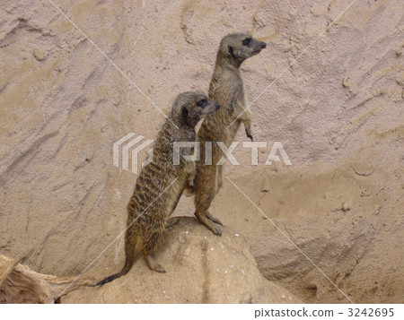 meerkat meerkat 3242695