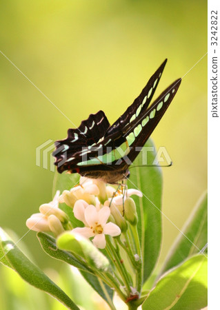 鳳蝶 蝴蝶 植物 3242822