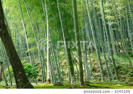 Tenryu-ji Temple Takebayashi Tenryu-ji Temple Takebayashi 3243109