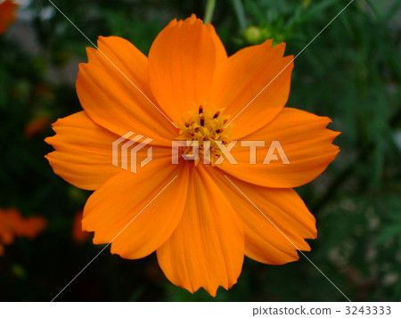 orange cosmos, Daisy Family, aster family 3243333