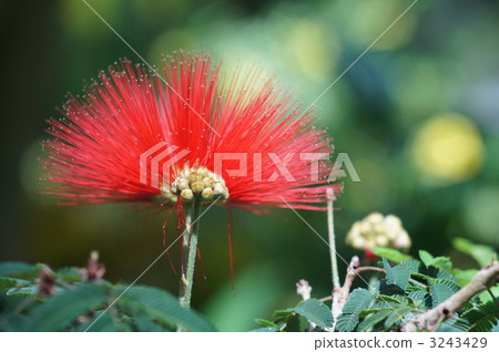 tropic, tropical, blooming 3243429