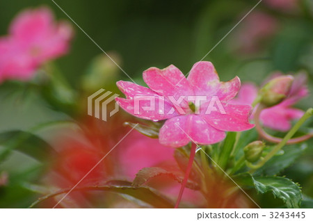 複數 盛開 戶外 3243445