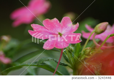 花瓣 戶外 盛開 3243446